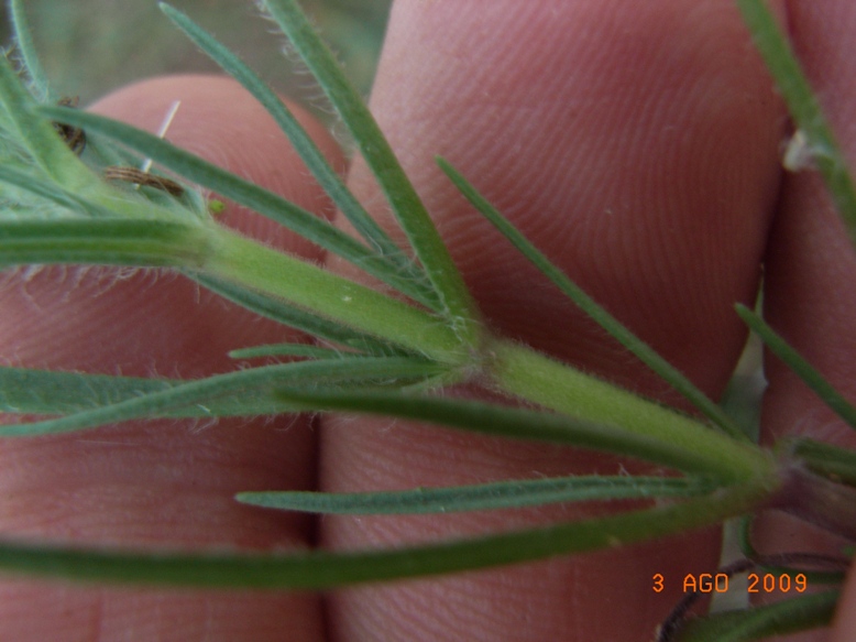 Plantago afra / Piantaggine pulicaria